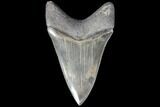 Serrated, Fossil Megalodon Tooth - Killer Lower Tooth!!! #86685-2